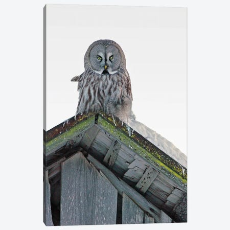 Great Grey Owl Finland XI Canvas Print #MIU72} by Miguel Lasa Canvas Wall Art