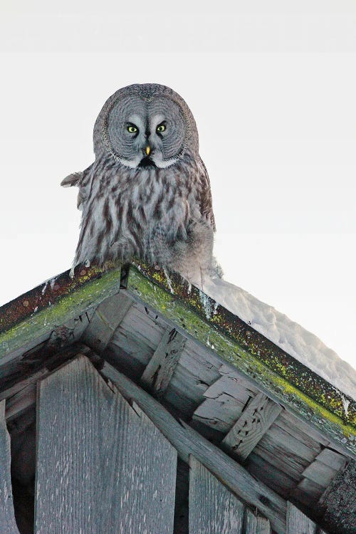 Great Grey Owl Finland XI