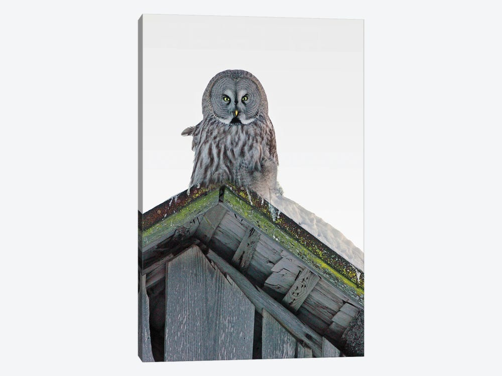 Great Grey Owl Finland XI by Miguel Lasa 1-piece Canvas Wall Art