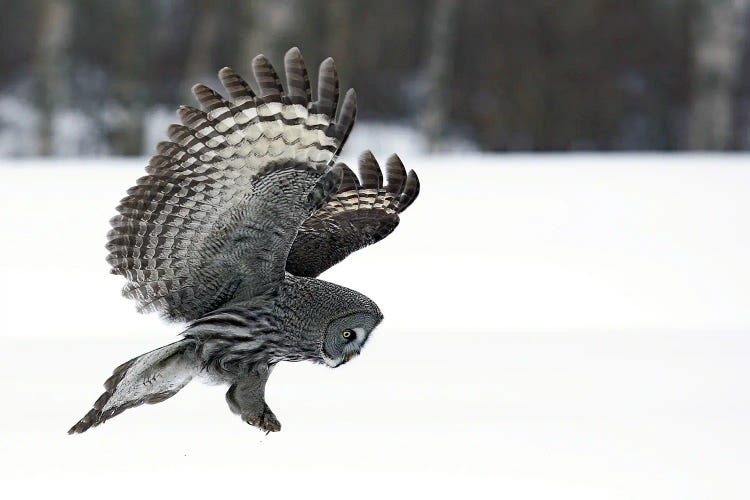 Great Grey Owl Finland XII