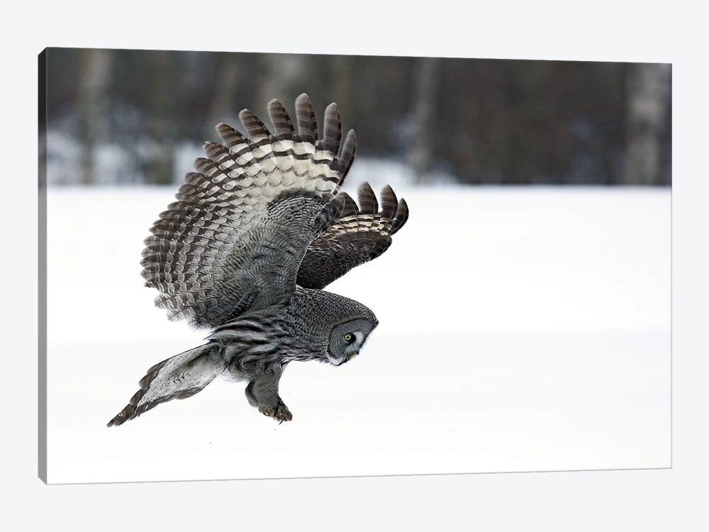 Great Grey Owl Finland XII by Miguel Lasa 1-piece Art Print