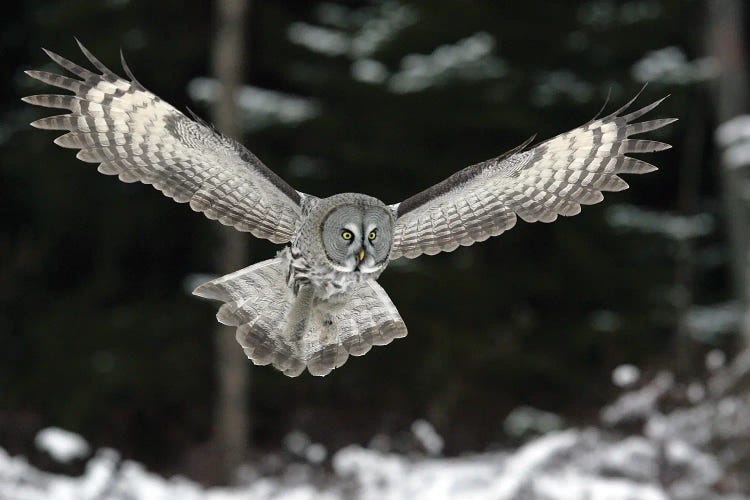 Great Grey Owl Finland XIII