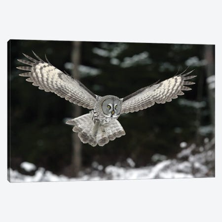 Great Grey Owl Finland XIII Canvas Print #MIU74} by Miguel Lasa Canvas Print