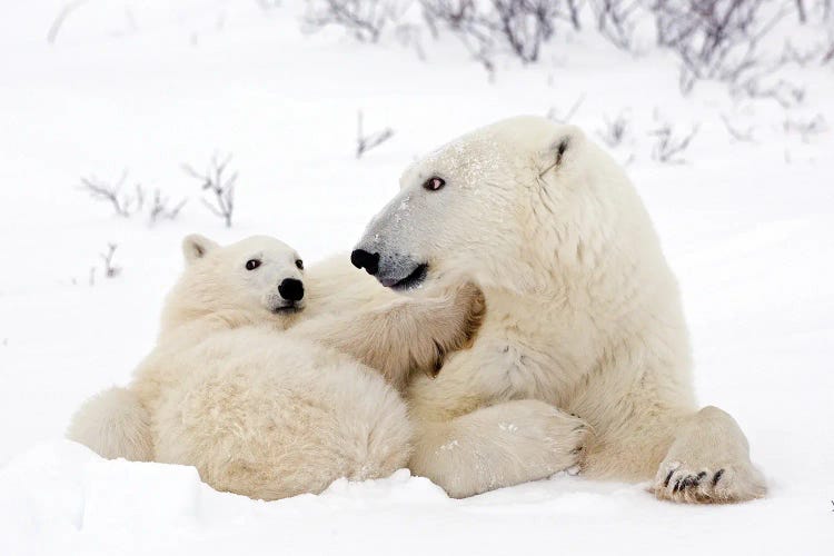 Polar Bears Canada II