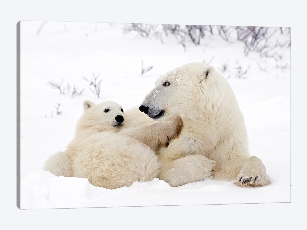 Polar Bears Canada II by Miguel Lasa 1-piece Art Print