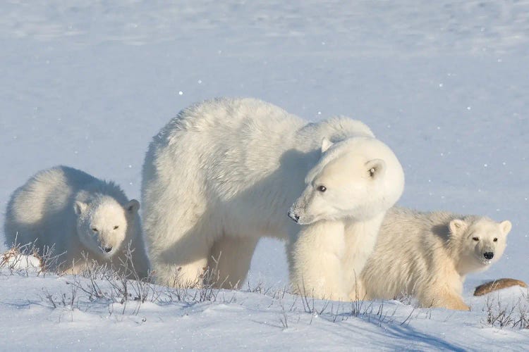 Polar Bears Canada III