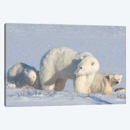 Polar Bears Canada III Canvas Print #MIU78} by Miguel Lasa Canvas Art