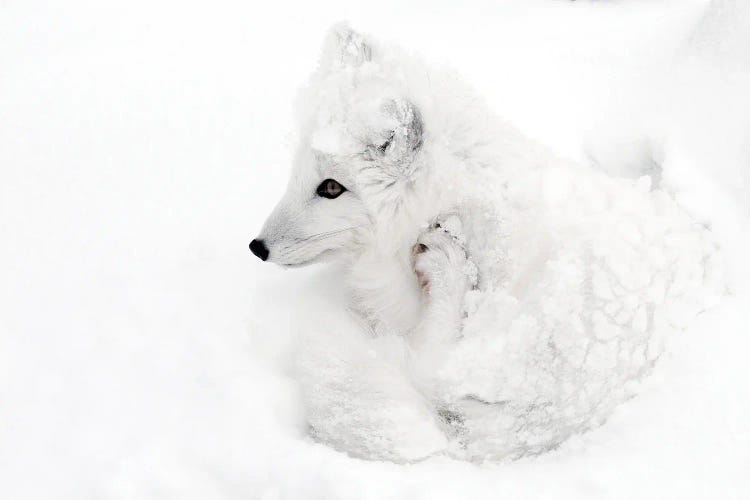 Artic Fox Canada I