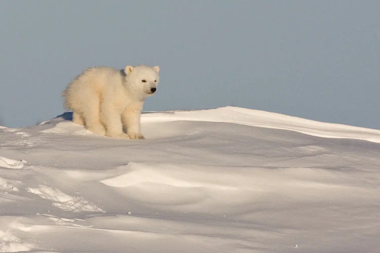 Polar Bears Cubs I