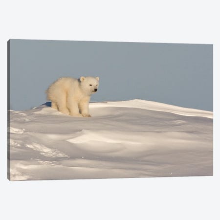 Polar Bears Cubs I Canvas Print #MIU7} by Miguel Lasa Canvas Wall Art