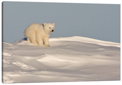 Polar Bears Cubs I Canvas Art Print - Polar Bear Art