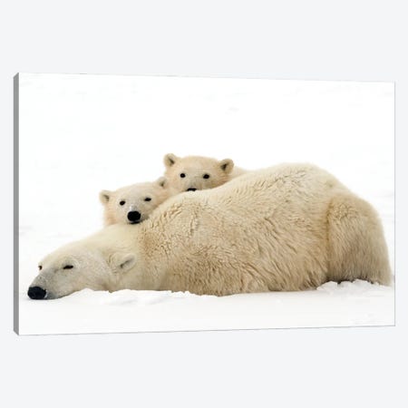 Polar Bears Canada IV Canvas Print #MIU80} by Miguel Lasa Canvas Art Print