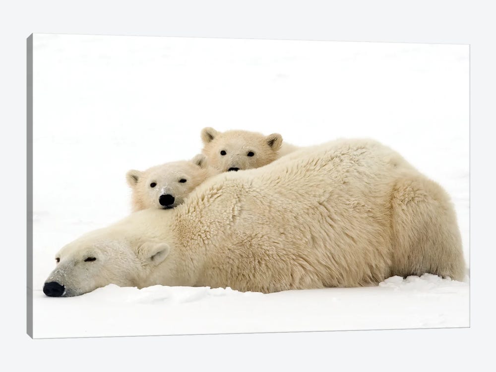 Polar Bears Canada IV by Miguel Lasa 1-piece Canvas Print