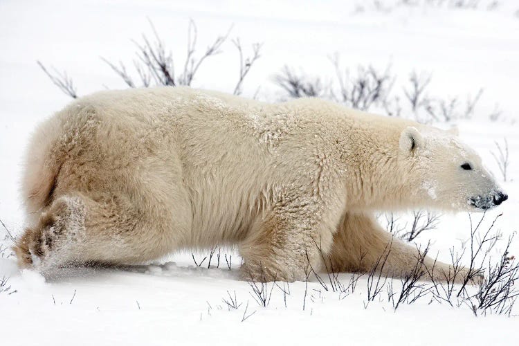 Polar Bears I