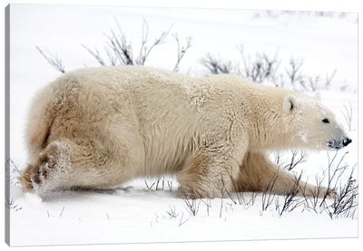 Polar Bears I Canvas Art Print - Miguel Lasa