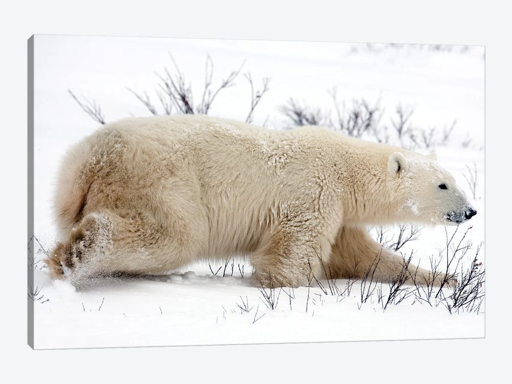 Polar Bears I by Miguel Lasa 1-piece Canvas Art Print