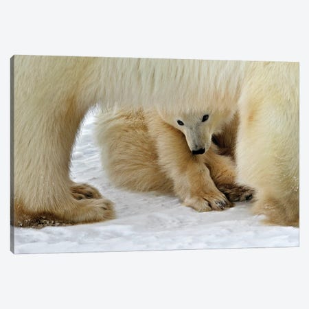 Polar Bears Canada VI Canvas Print #MIU84} by Miguel Lasa Canvas Artwork