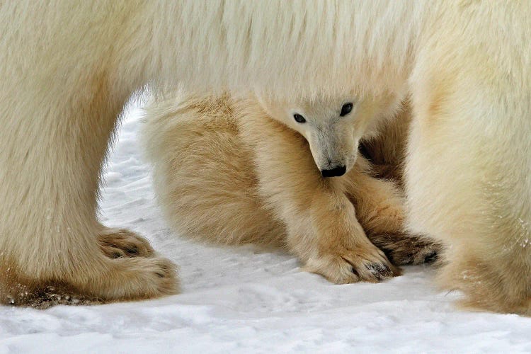 Polar Bears Canada VI