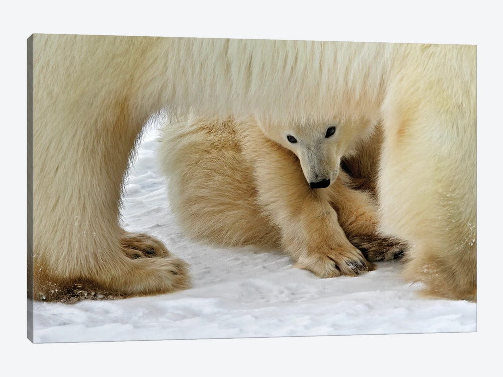 Polar Bears Canada VI by Miguel Lasa 1-piece Canvas Print