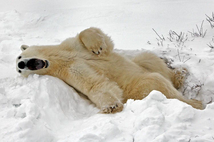 Polar Bears Canada VII