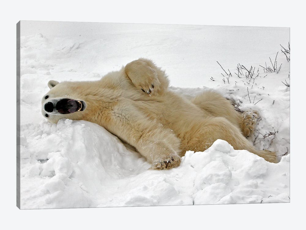 Polar Bears Canada VII by Miguel Lasa 1-piece Canvas Art