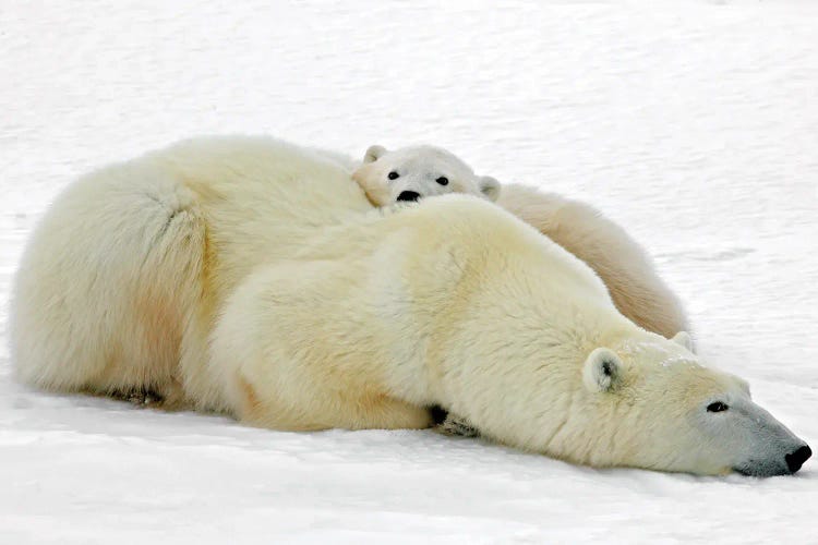 Polar Bears Canada VIII