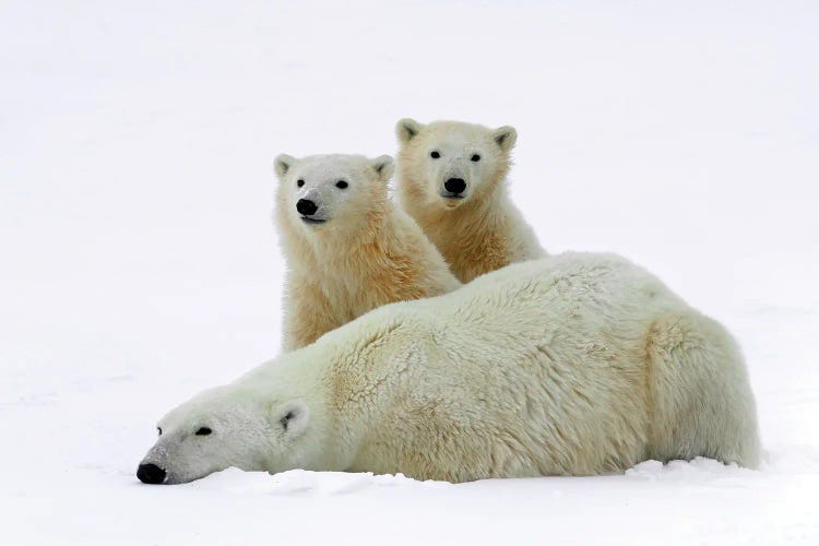 Polar Bears II