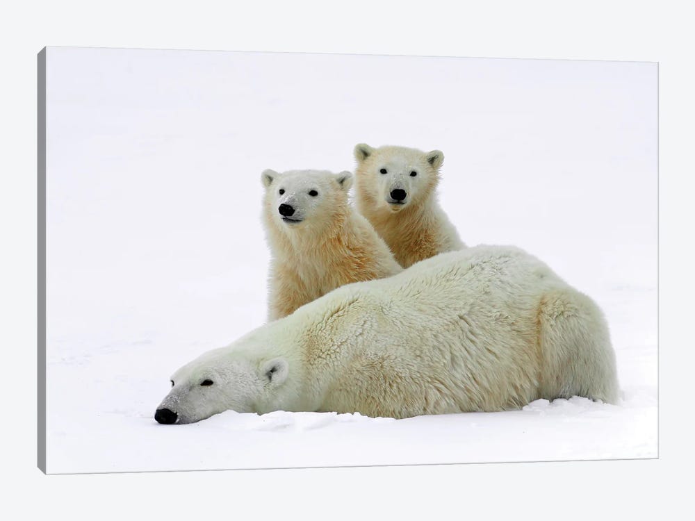 Polar Bears II by Miguel Lasa 1-piece Art Print
