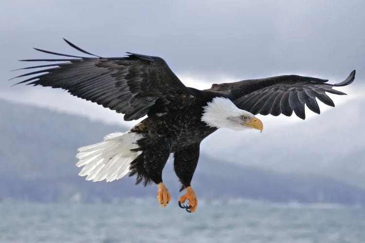 Eagle Alaska I