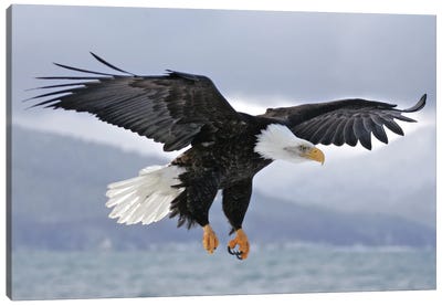 Eagle Alaska I Canvas Art Print - Miguel Lasa
