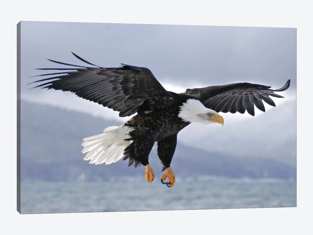Eagle Alaska I by Miguel Lasa 1-piece Art Print