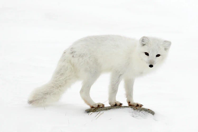 Artic Fox Canada II