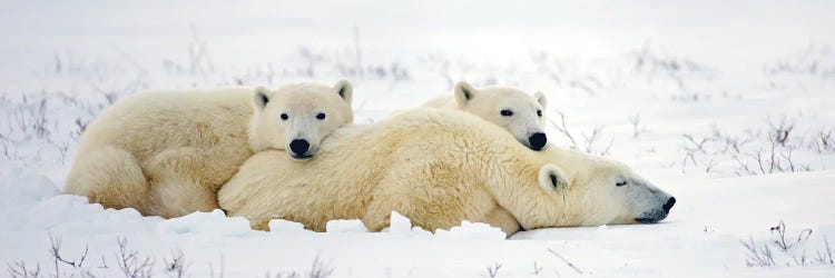 Polar Bears Canada X