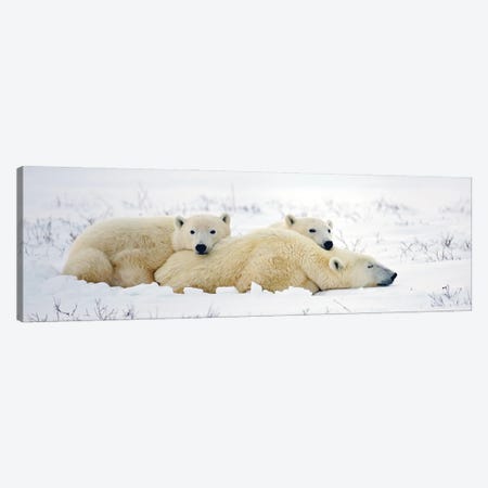 Polar Bears Canada X Canvas Print #MIU91} by Miguel Lasa Canvas Wall Art