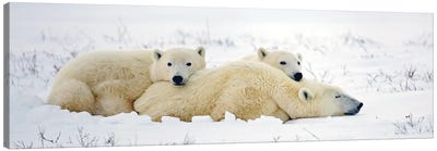Polar Bears Canada X Canvas Art Print - Miguel Lasa