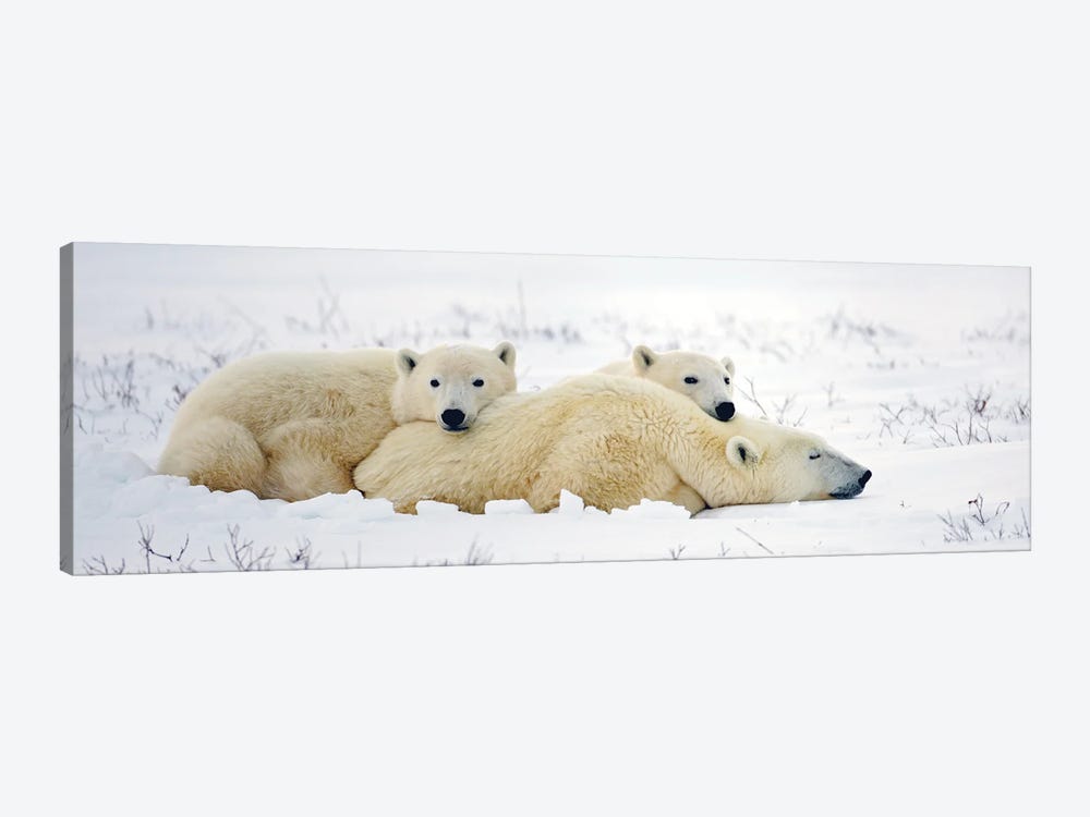 Polar Bears Canada X by Miguel Lasa 1-piece Canvas Print