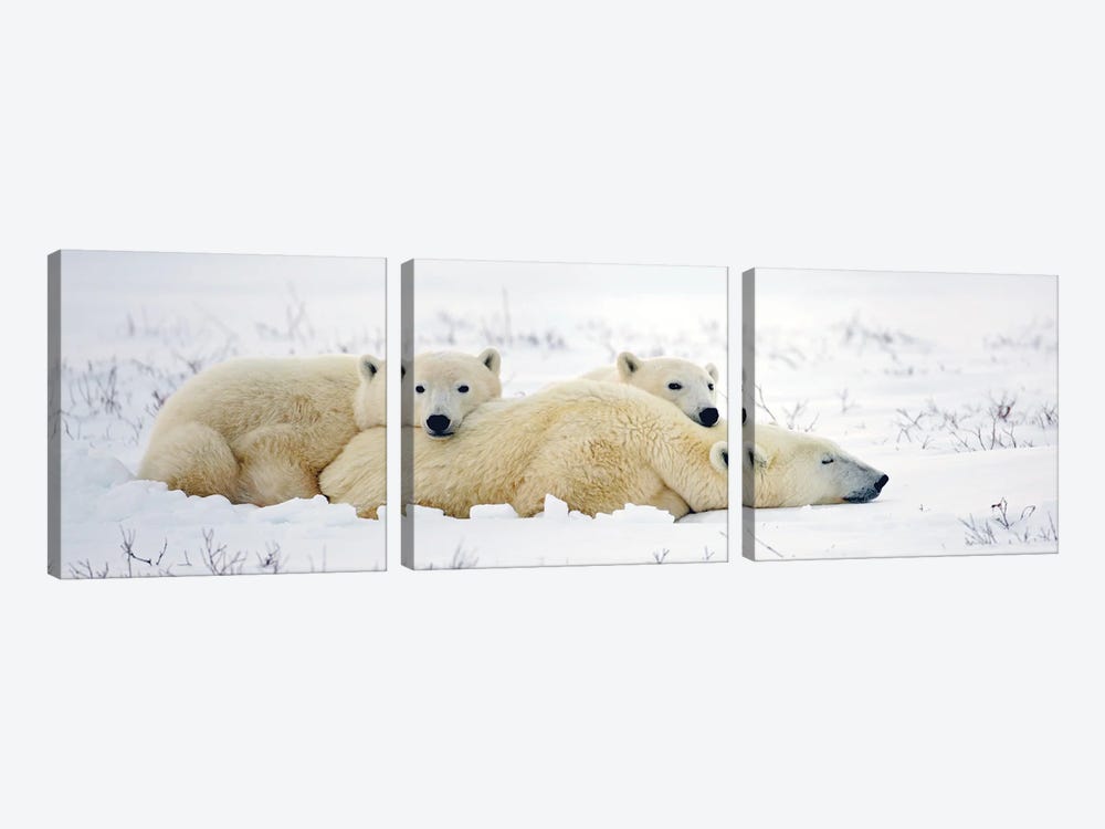 Polar Bears Canada X by Miguel Lasa 3-piece Art Print