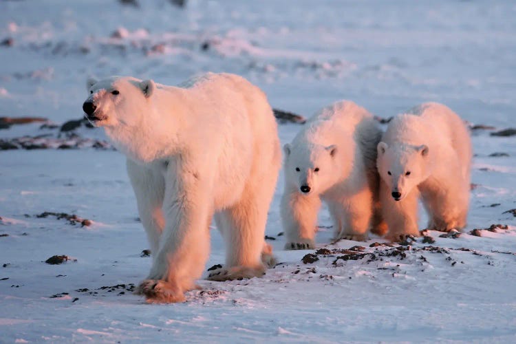 Polar Bears Canada XI