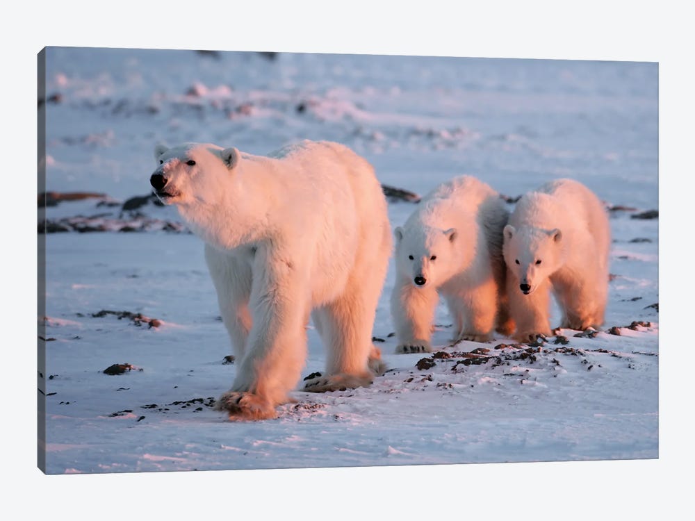 Polar Bears Canada XI by Miguel Lasa 1-piece Canvas Wall Art