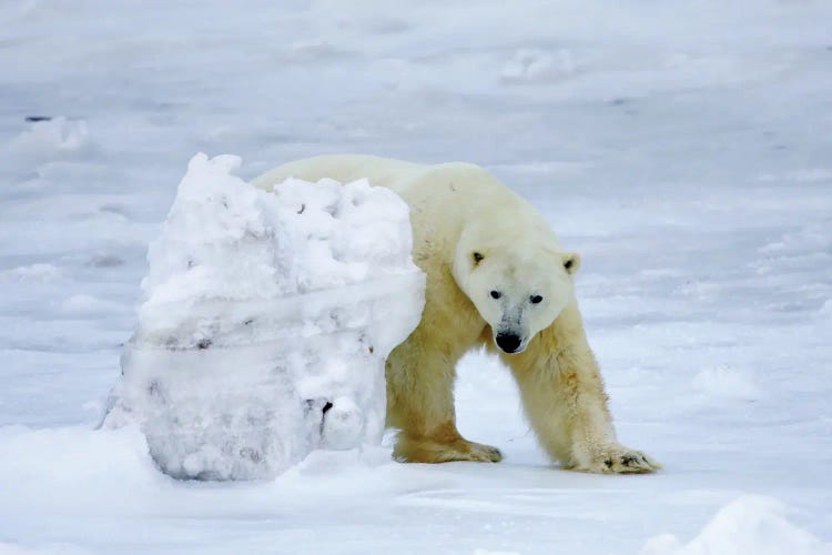 Polar Bears Canada XII