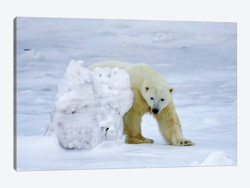 Polar Bears Canada XII by Miguel Lasa 1-piece Canvas Print