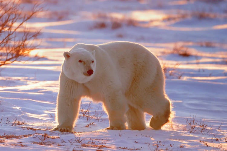 Polar Bears Canada XIII