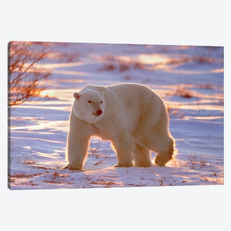 Polar Bears Canada XIII Canvas Print #MIU96} by Miguel Lasa Art Print