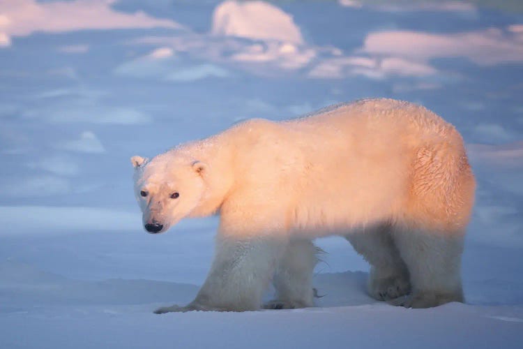 Polar Bears Canada XIV