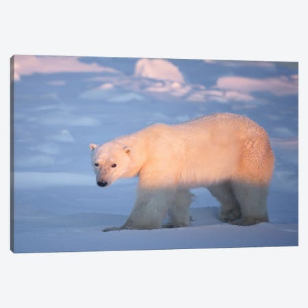 Polar Bears Canada XIV Canvas Print #MIU97} by Miguel Lasa Canvas Print