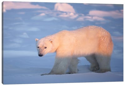 Polar Bears Canada XIV Canvas Art Print - Miguel Lasa
