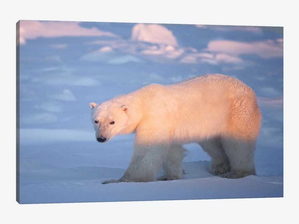 Polar Bears Canada XIV by Miguel Lasa 1-piece Canvas Art Print