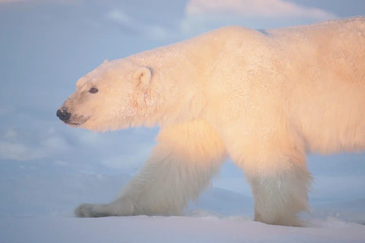 Polar Bears Canada XV