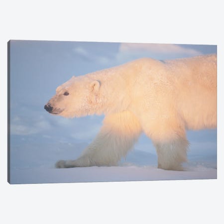 Polar Bears Canada XV Canvas Print #MIU98} by Miguel Lasa Canvas Artwork