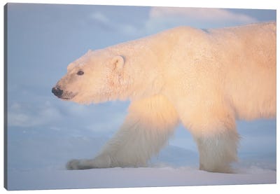 Polar Bears Canada XV Canvas Art Print - Miguel Lasa